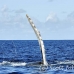 whale_humpback_h_00680_dom2749.jpg